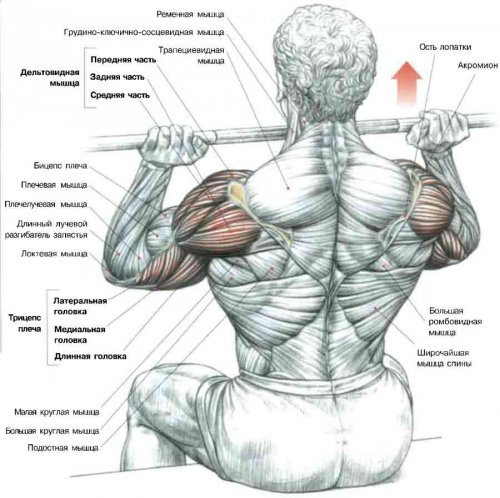 Основні ефективні вправи на плечі