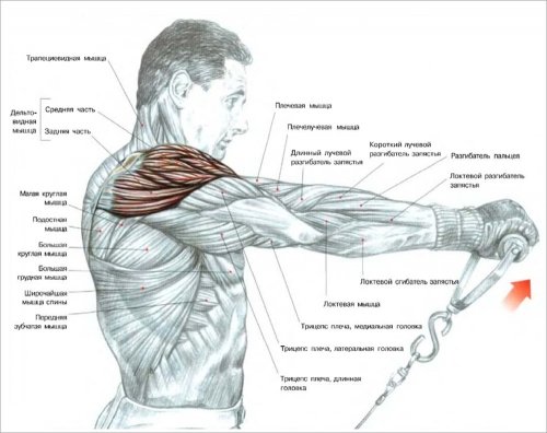 Основні ефективні вправи на плечі