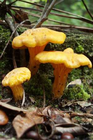 Лікувальні властивості і протипоказання грибів лисичок