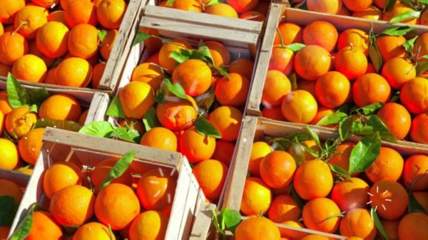 Корисні властивості фрукта апельсина