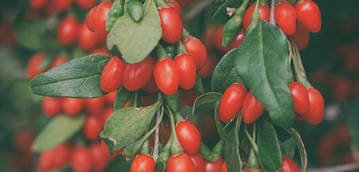 Як приймати ягоди годжі для схуднення?