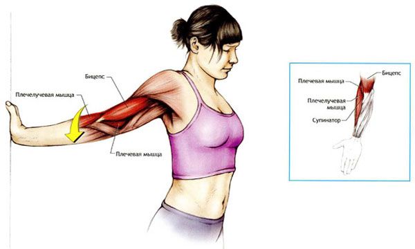 Розтяжка мязів рук і плечового пояса – комплекс вправ