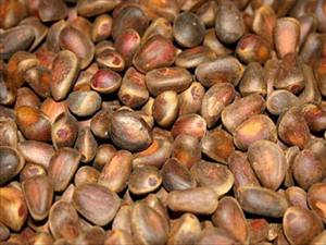 Про користь і шкоду кедрових горіхів