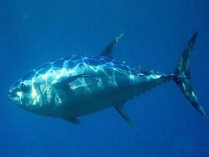 Користь і шкода тунця
