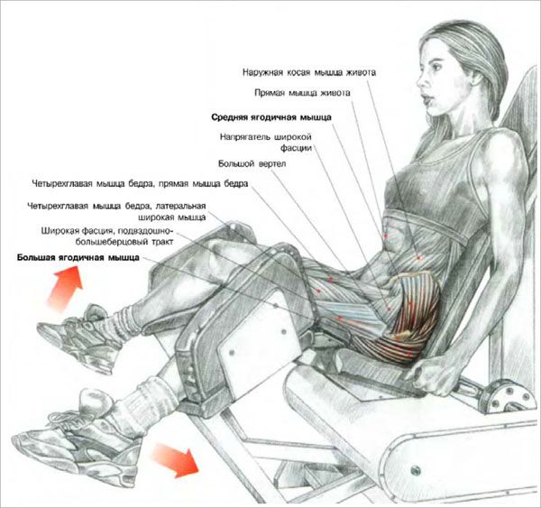 Розведення ніг сидячи в тренажері – особливості вправи