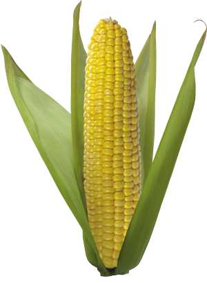 Користь і шкода кукурудзи для здоровя організму