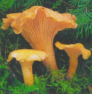 Лікувальні властивості і протипоказання грибів лисичок