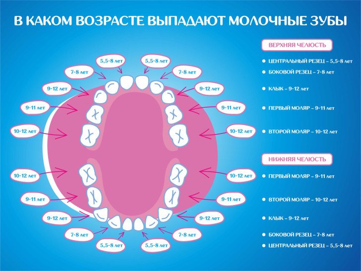 Схема прорізування постійних зубів у дітей: порядок і строки зміни молочних одиниць