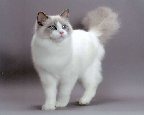 Ця кішка посіла перше місце на конкурсі краси. Таких красунь світ ще не бачив!