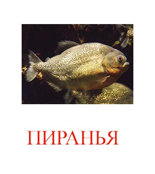 Риби картинки для дітей