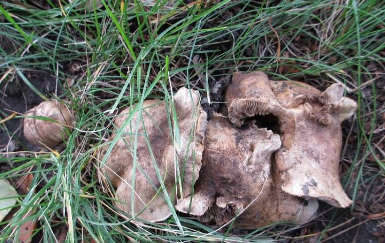 Де ростуть подтопольники – і де їх збирати і коли? Фото і опис гриба...