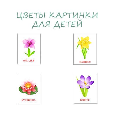 Квіти картинки для дітей. Картки з назвами