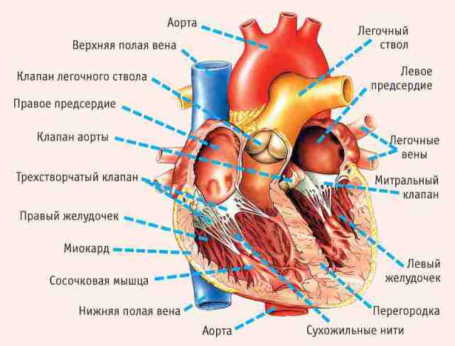 9 ознак наближення нападу: як зрозуміти, що у вас проблеми з серцем?
