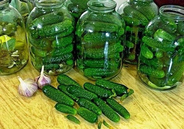 Як посолити огірки на зиму — найбільш прості покрокові рецепти. Засолювання огірків на 1 літр і 3 літрову банку