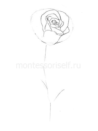 Як намалювати троянду олівцем: поетапно для початківців