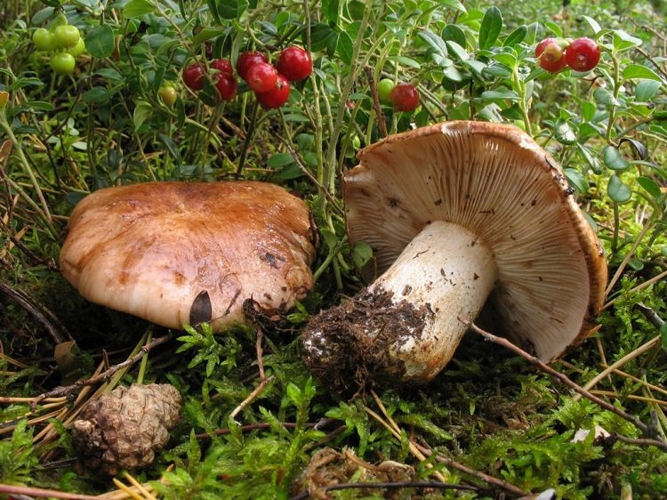 Де ростуть подтопольники – і де їх збирати і коли? Фото і опис гриба...