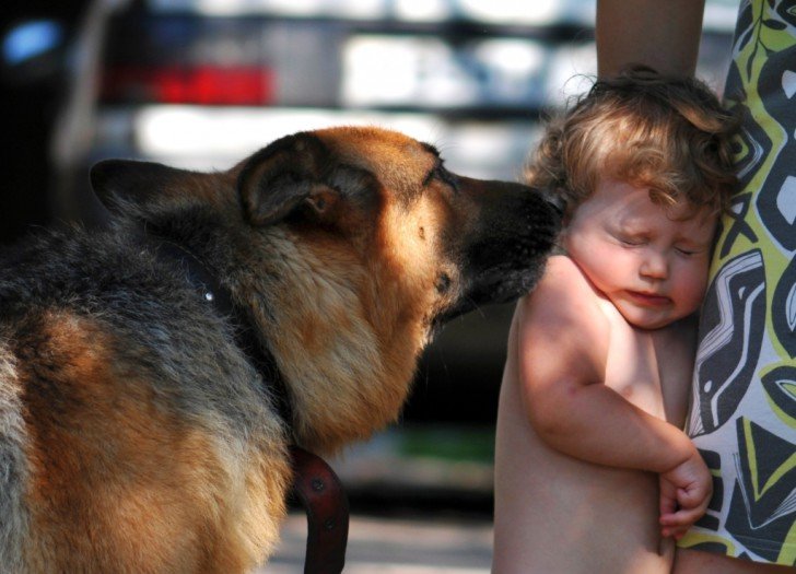 Що робити, якщо дитину вкусила домашня або дворова собака: куди звертатися, які потрібні щеплення?
