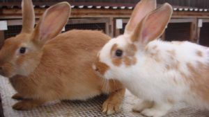Як обробити кролика: забій, оброблення та вироблення шкурки