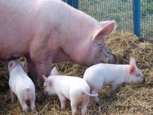 Російська Велика біла порода свиней: характеристика, фото і зовнішній вигляд
