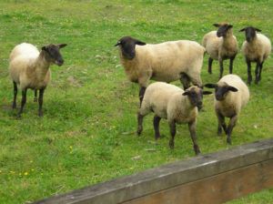 Вівчарство як бізнес для фермера початківця