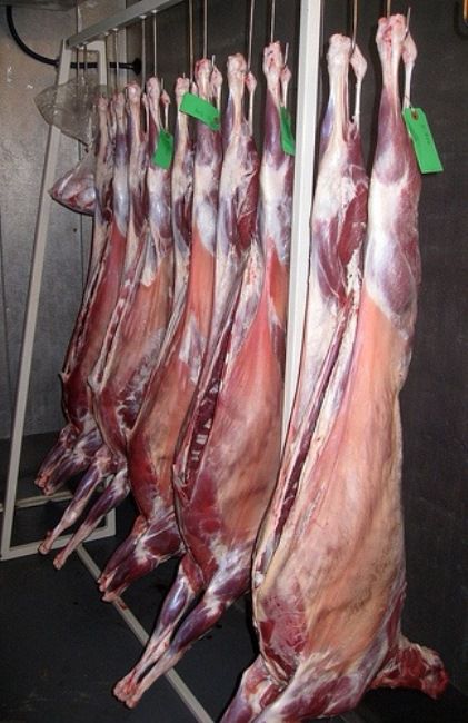 Козяче мясо вирощування і відгодівля на мясо кіз