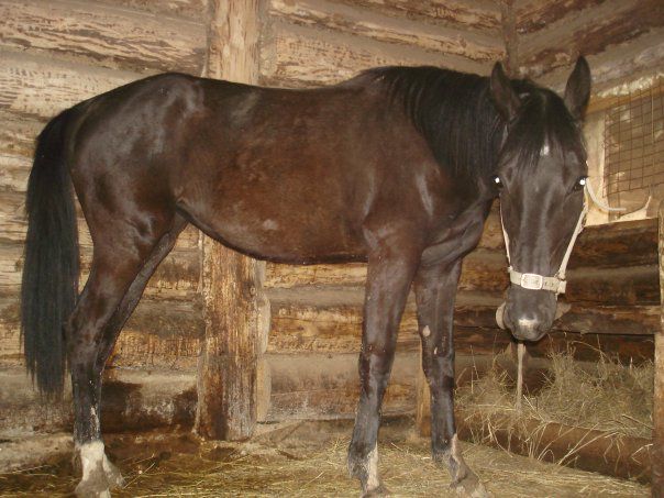 Голштинська порода коней: екстерєр, правила догляду, раціон