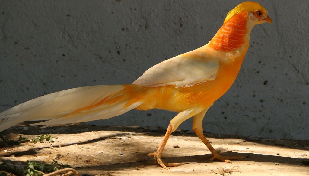Звичайний фазан різновиди і особливості змісту