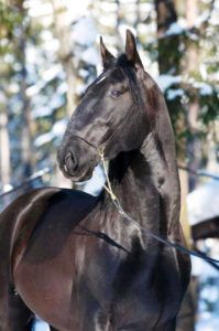 Кладрубская кінь: історія, опис породи, характеристика та фото