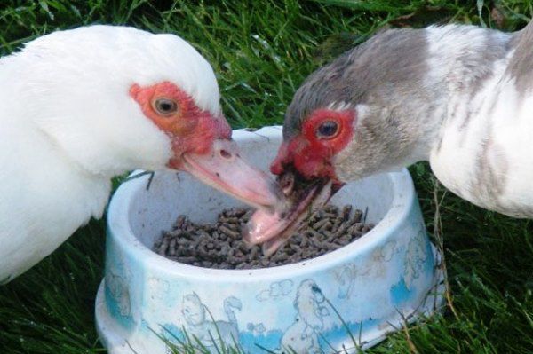 Чим годувати індокачок раціон птахів на різних етапах життя