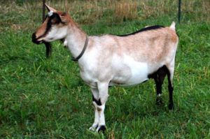 Домашня Коза невибаглива тварина для розведення та молока