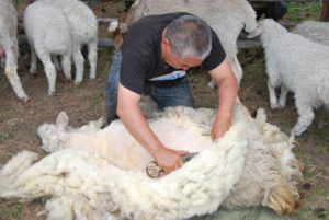 Переробка вовни овець: ефективність бізнесу