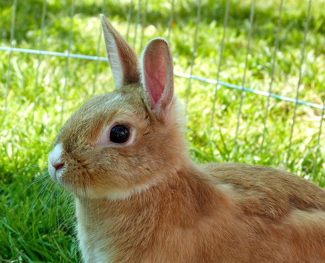 Чим годувати декоративного кролика дозволені продукти