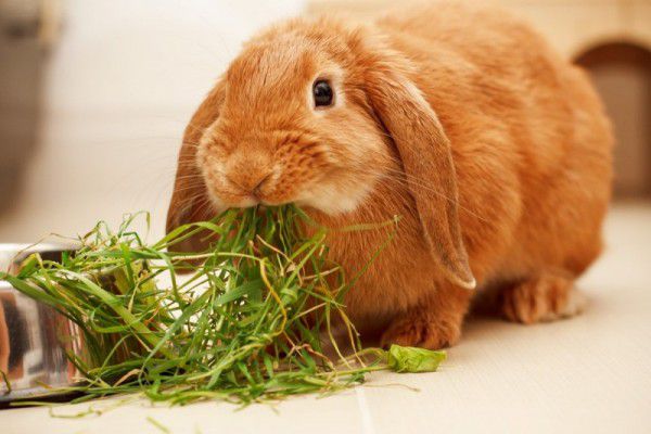 Як доглядати за кроликами будинку і на фермі основні принципи