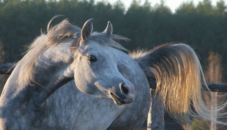 Арабський кінь опис породи, догляд за конем