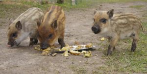 Кармалы: опис породи свиней, продуктивні характеристики