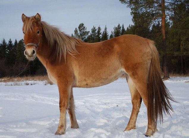 Башкирська кінь опис, характеристики, історія