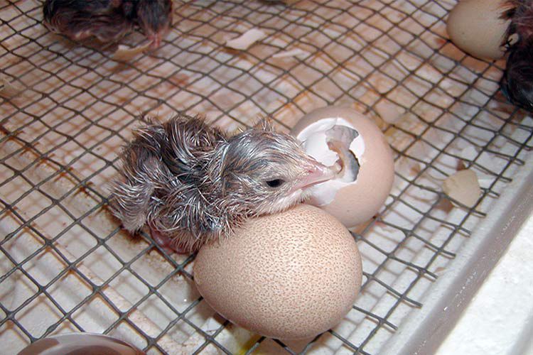 Коли починають нести яйця цесарки? статеве дозрівання, несучість, інкубація