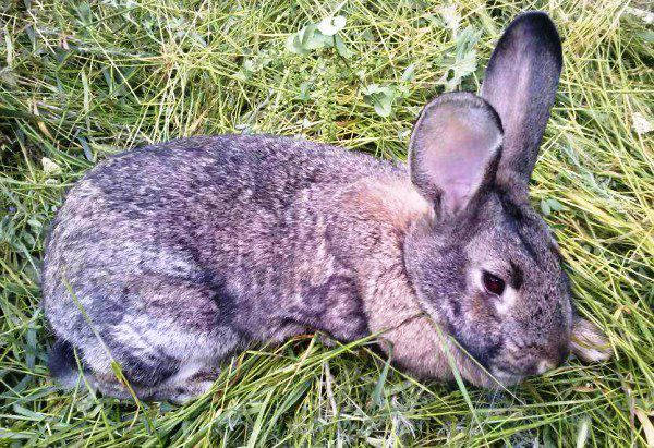 Кокцидіоз у кроликів: симптоми, способи лікування
