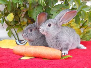 Великі кролики: огляд найбільш популярних порід
