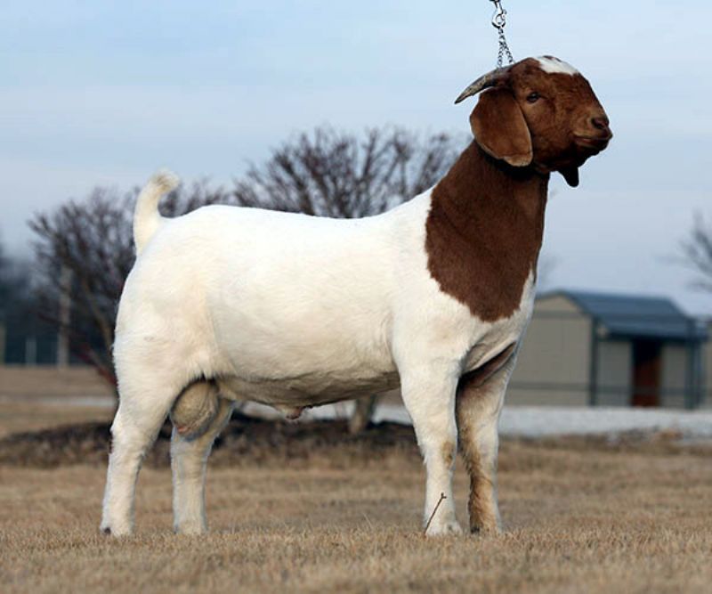 Бурські кози опис породи, характеристики продуктивності