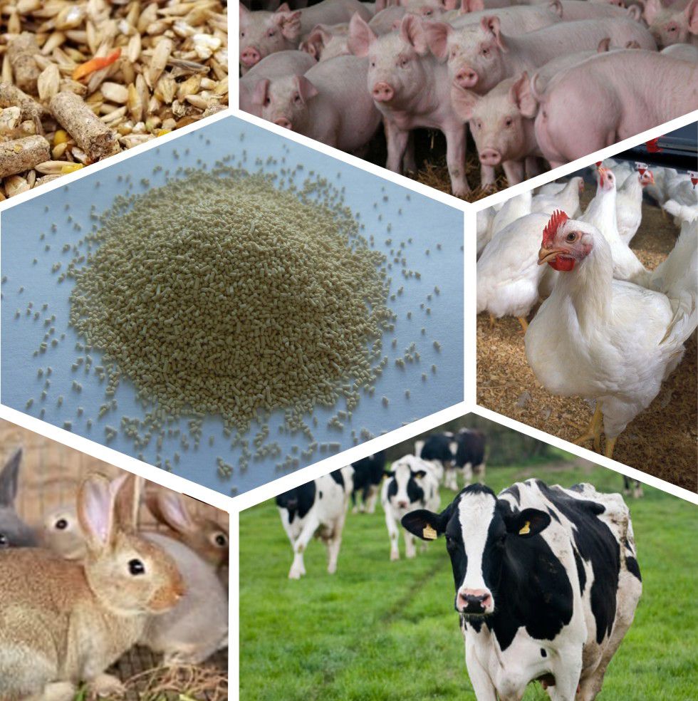 Конверсія корму в тваринництві: що це таке і як знизити