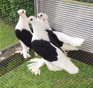 Узбецькі голуби види голубів, екстерєр, особливості розведення