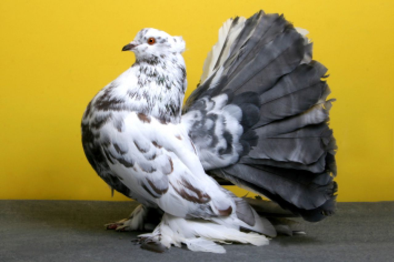 Голуби, павичі: вміст, годування, розведення, гідності декоративних птахів