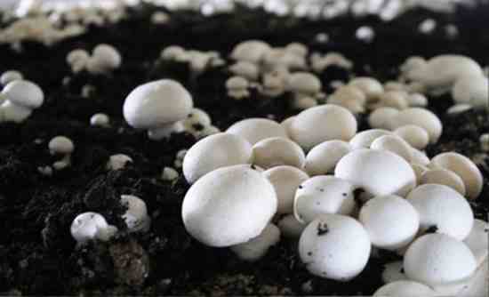 Як вирощувати гриби в домашніх умовах. Посадка, догляд