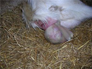 Як визначити вагітність кози ознаки, термін вагітності