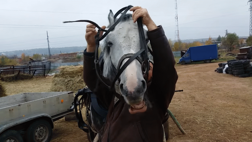 Як запрягти коня самостійно: детальна покрокова інструкція