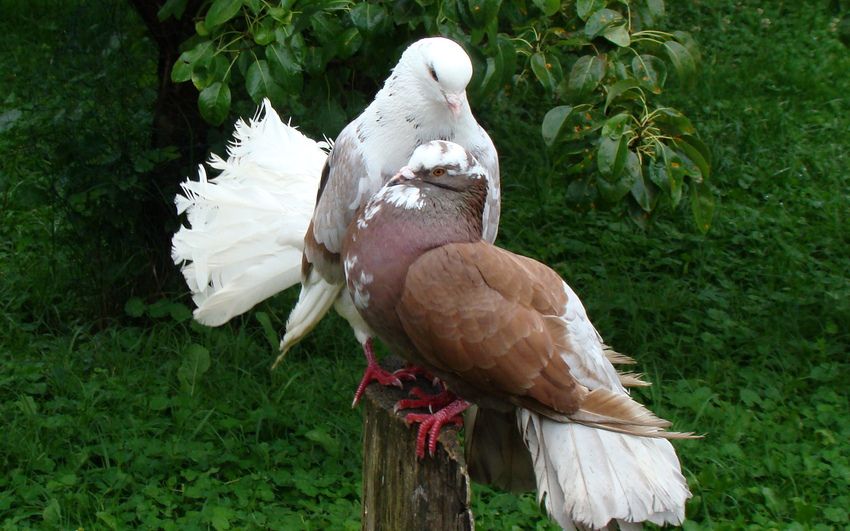 Домашні голуби: види, правила утримання і розведення