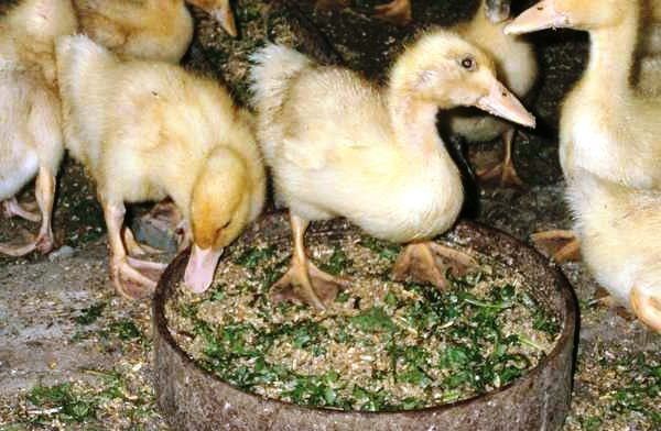 Чим годувати качок раціон годівлі качок, види корму