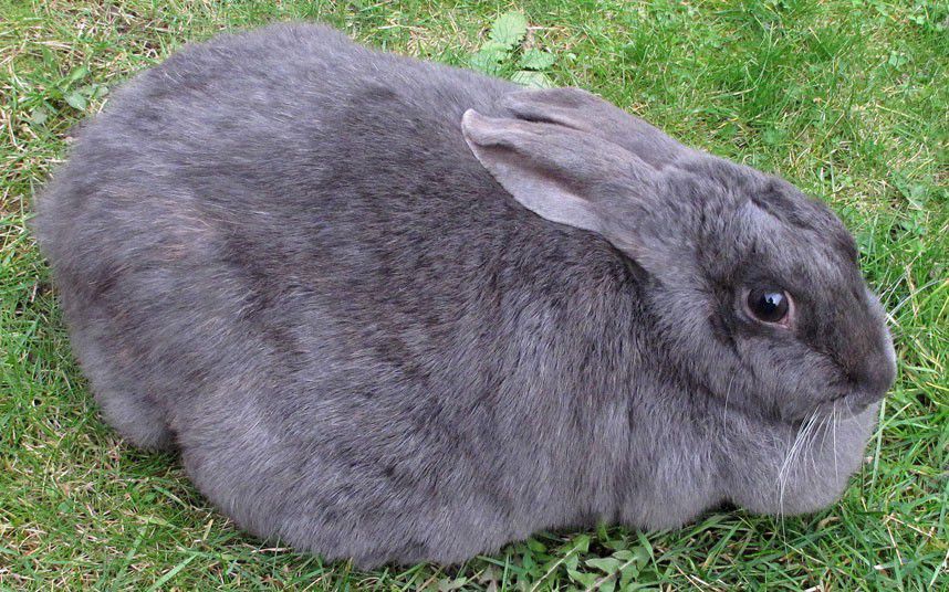 «Дітріх»: інструкція по застосуванню для кроликів: дозування, показання