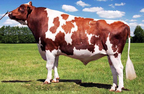 Айрширская порода корів опис, характеристики, відгуки